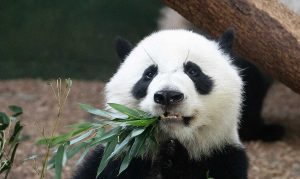 Panda Bear, Atlanta Zoo in Grant Park