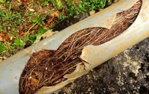 roots in sewer pipe
