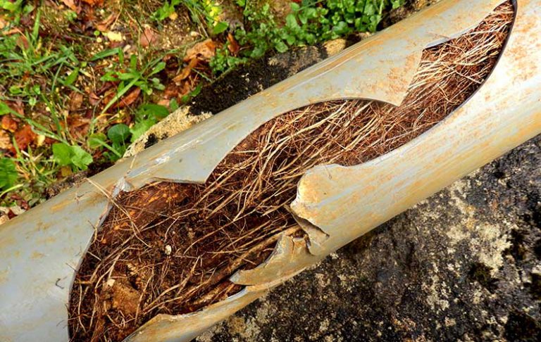 roots in sewer pipe