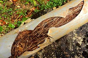 Root Intrusion in Sewer Pipe