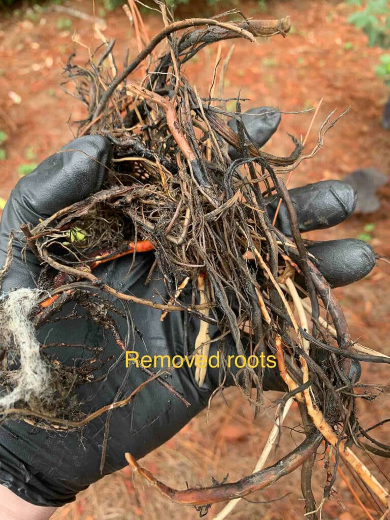  A Removed Tree Roots