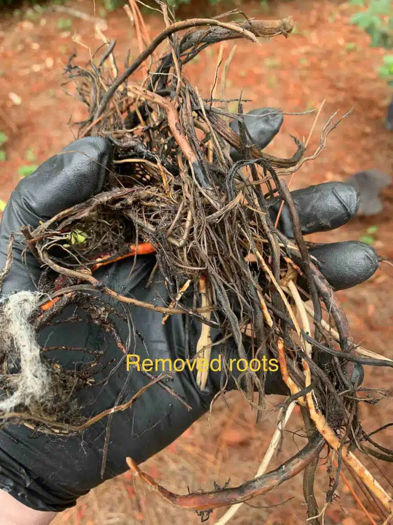 tree roots that have clogged a plumbing pipe in a home